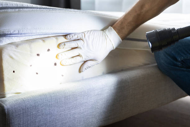 Best Mosquito Control Services  in Bren Bow, OK