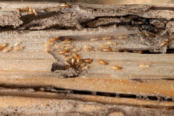Broken Bow, OK Pest Control Company